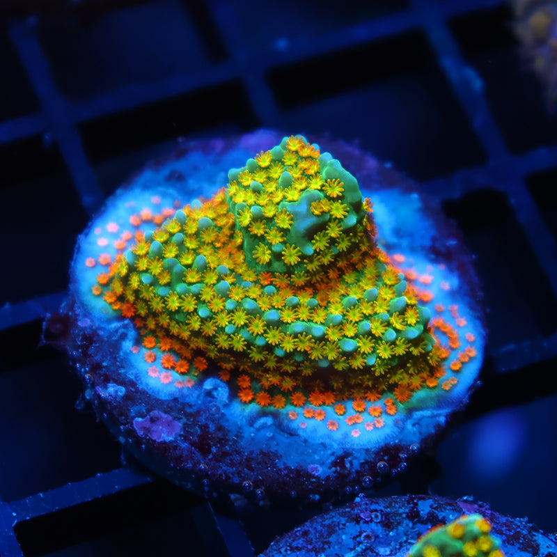 TCK Rainbow Roads Monti