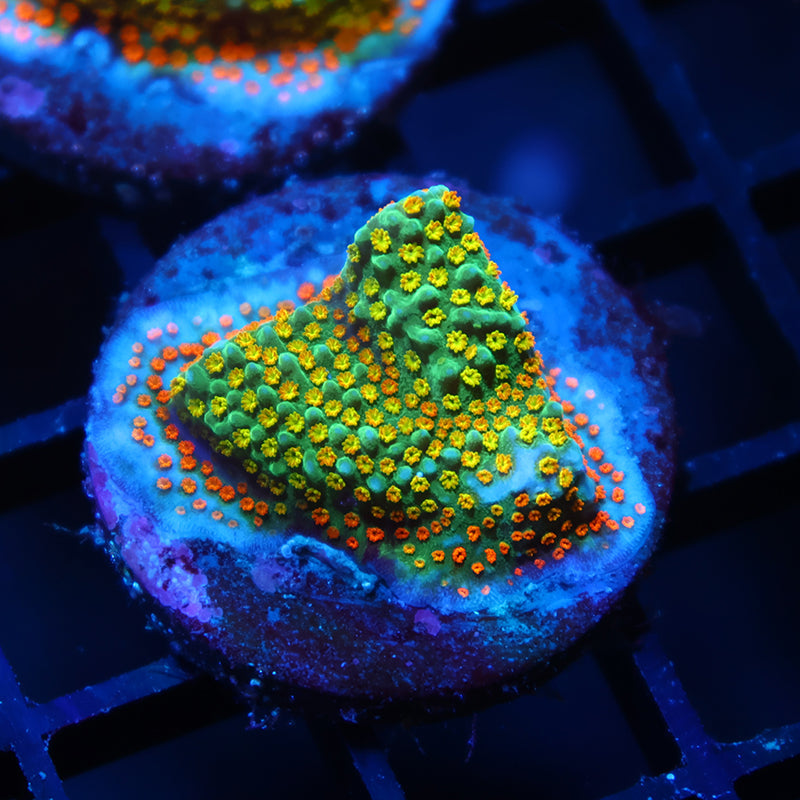 TCK Rainbow Roads Monti