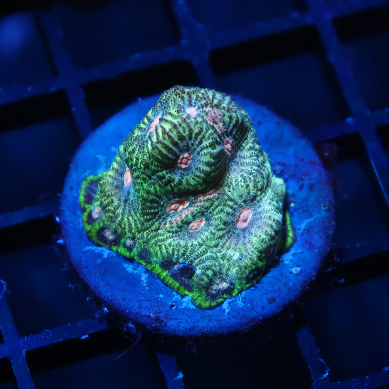 TCK Sparkly Green Favia