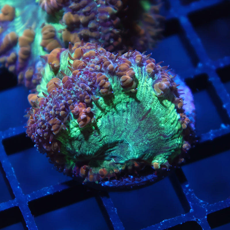 TCK Huge Polyped Green Blasto