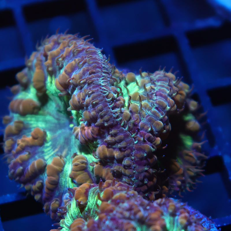 TCK Huge Polyped Green Blasto