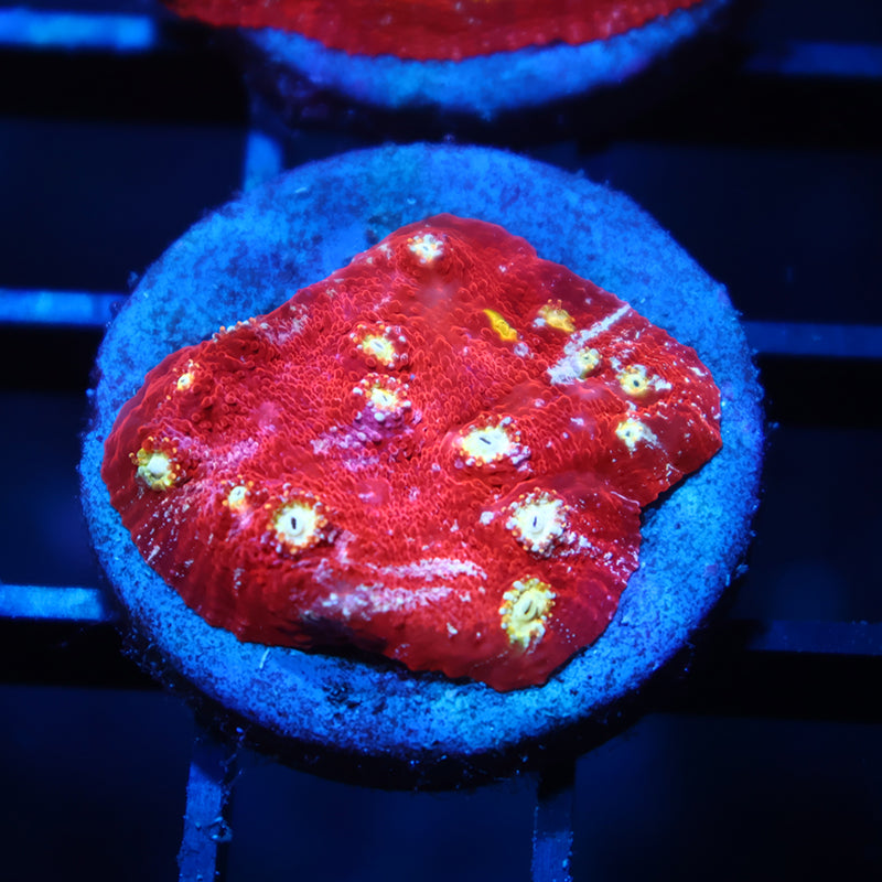 TCK Paint Splatter Chalice