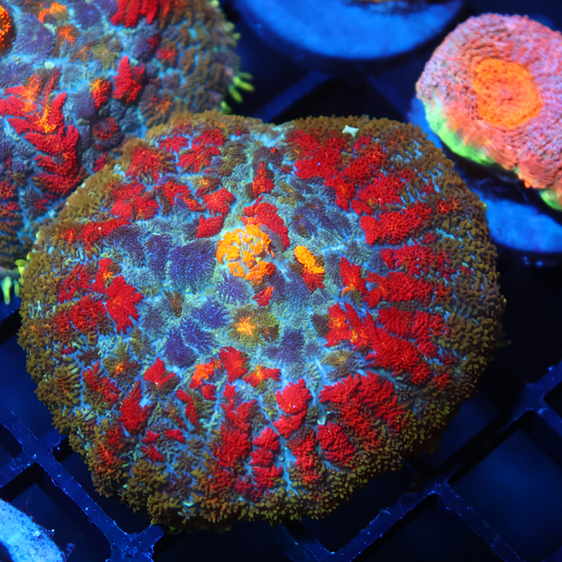 TCK Rainbow Rhodactis