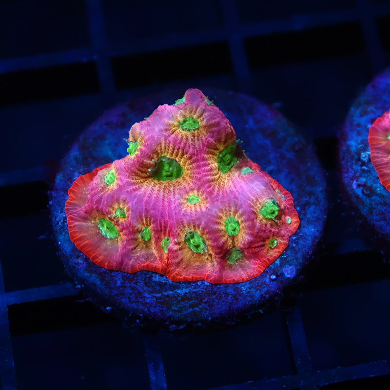 JF Dayglo Favia