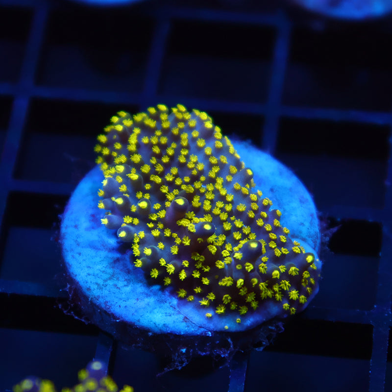 TCK Bonsai