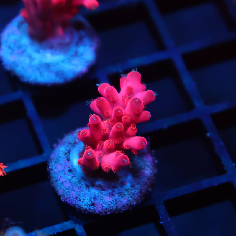 TCK Fire Blossom