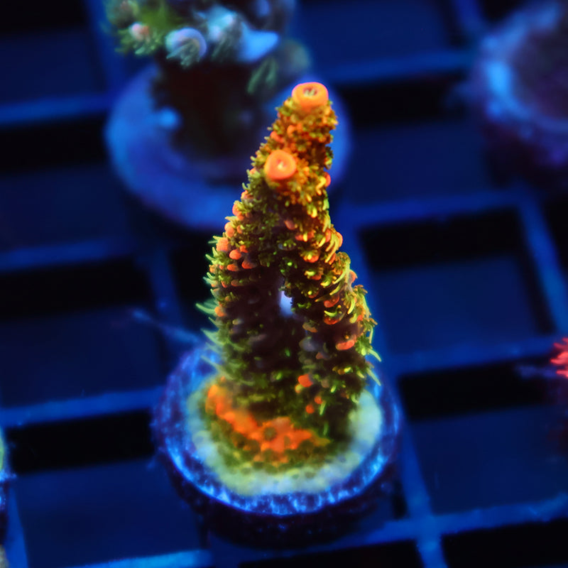 JF Solar Flare Milli