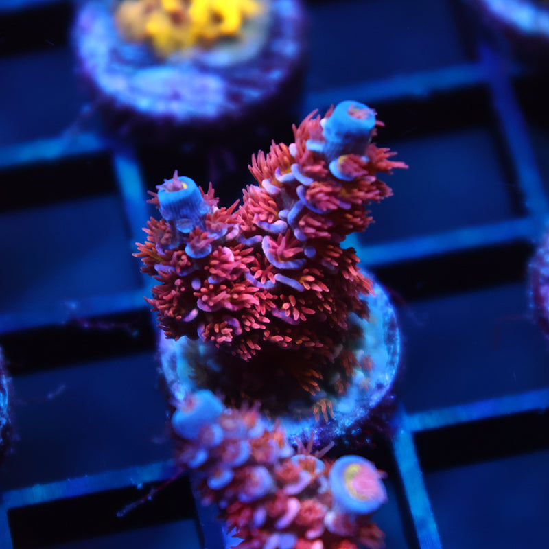 TCK Ultimate Passion Tenuis