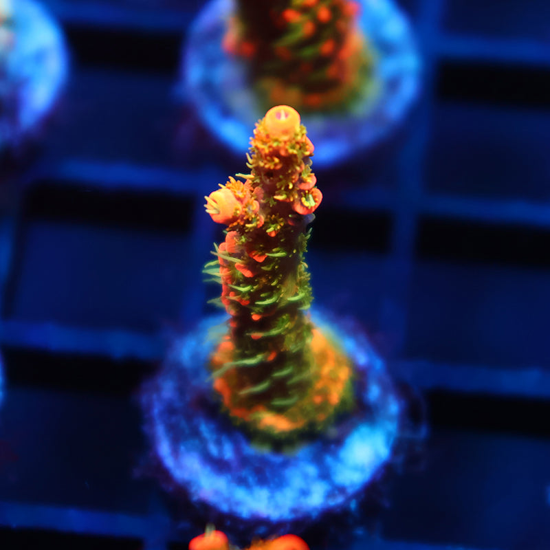 JF Solar Flare Milli