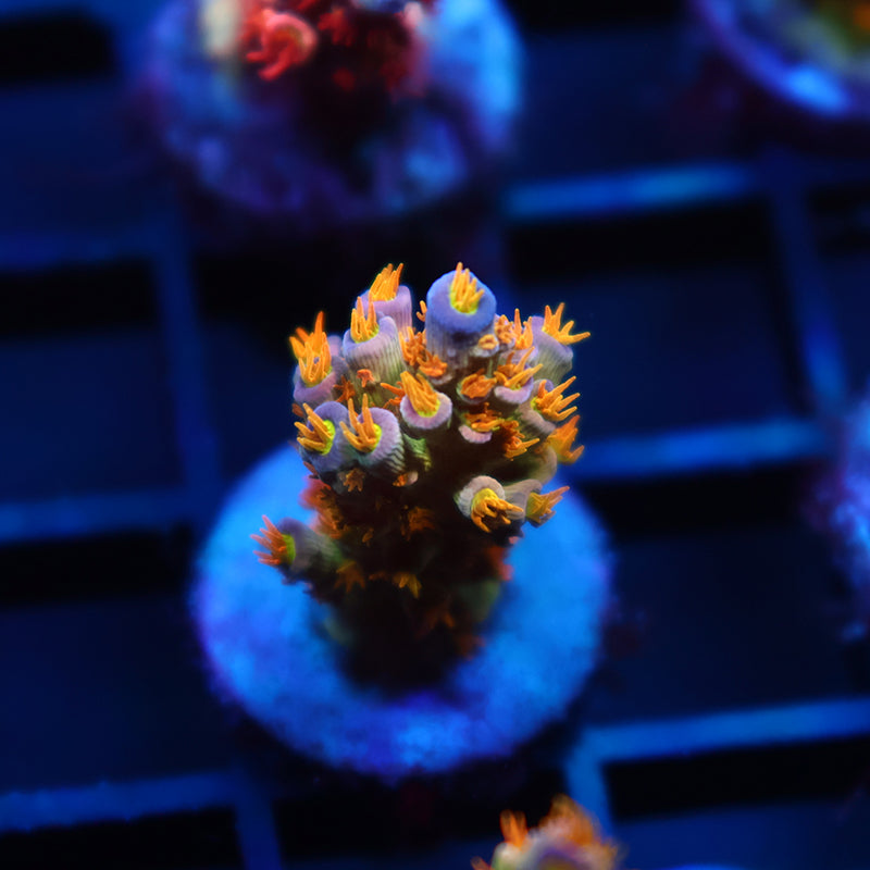 RRC Orange Passion
