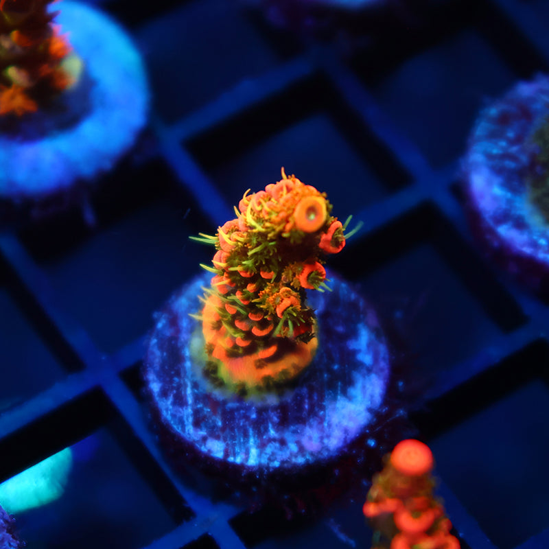 JF Solar Flare Milli