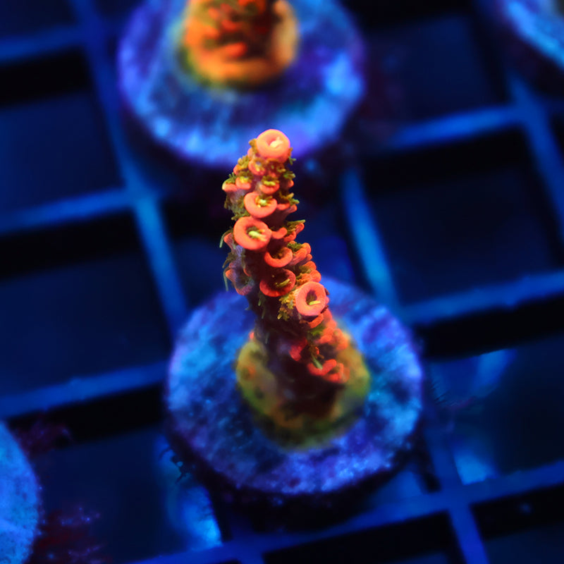 JF Solar Flare Milli