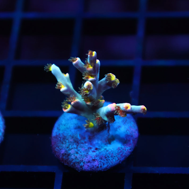 New Release TCK Rainbow Unicorn Speciosa