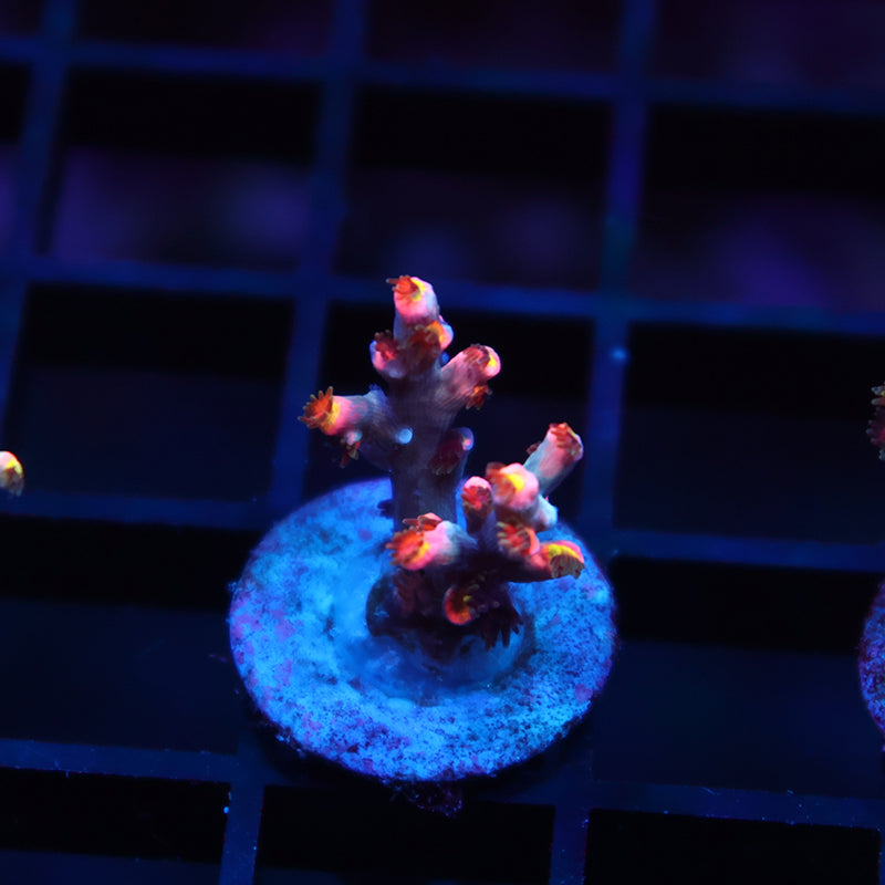 New Release TCK Hot Tamale Speciosa