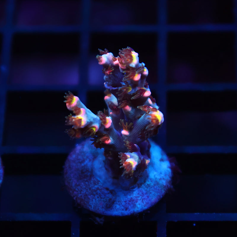 New Release TCK Hyperdrive Speciosa