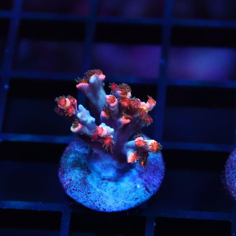 New Release TCK Hot Tamale Speciosa