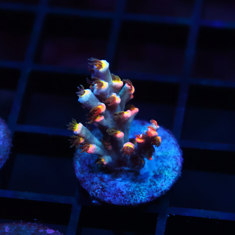 New Release TCK Hyperdrive Speciosa