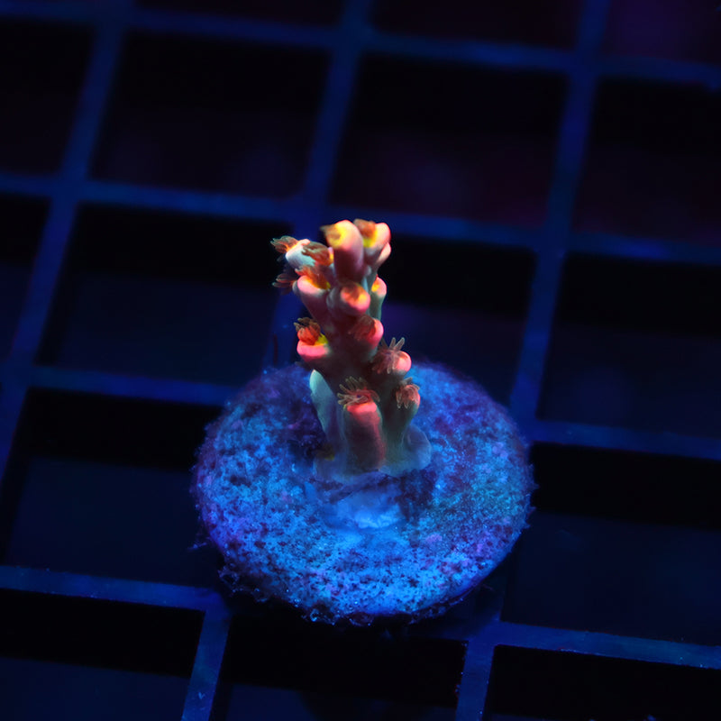 New Release TCK Showstopper Speciosa