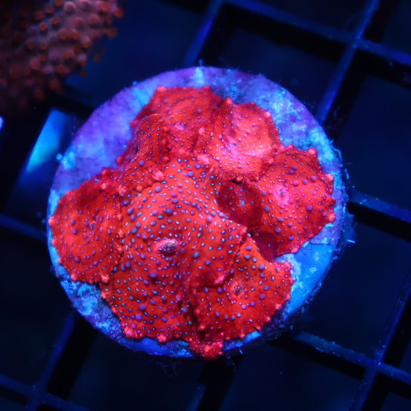 TCK Superman Mushrooms