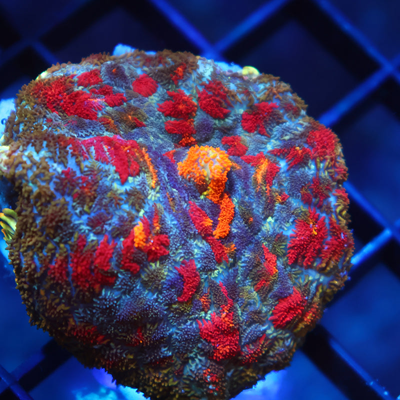 TCK Rainbow Rhodactis