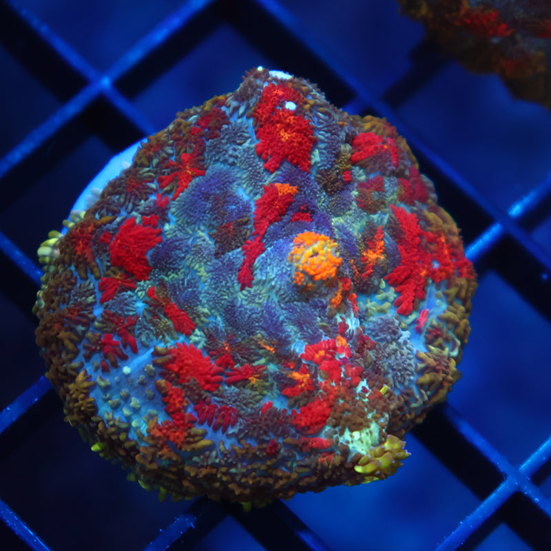 TCK Rainbow Rhodactis