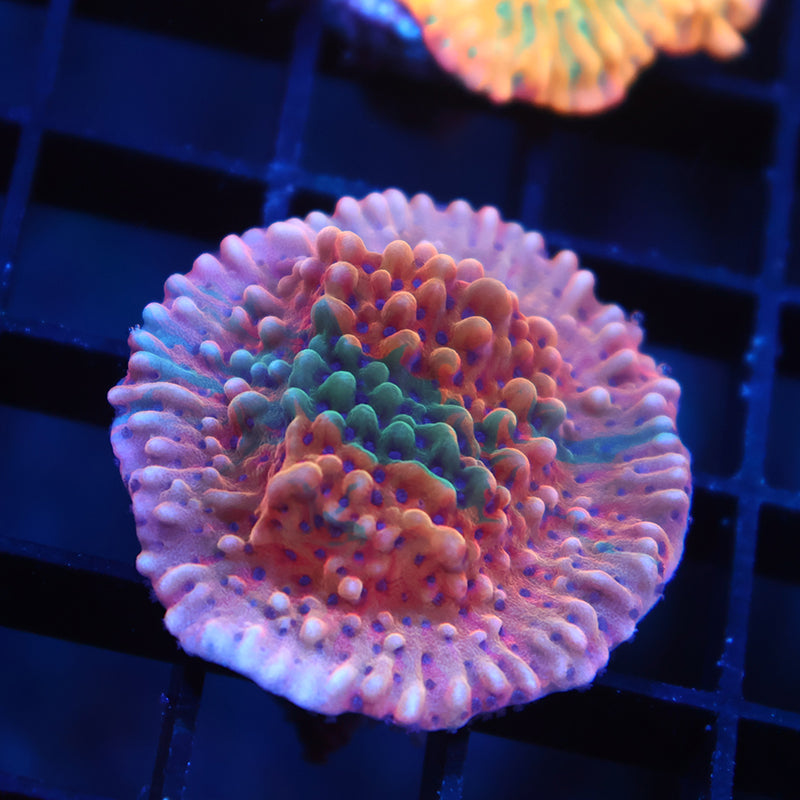 TCK Insane Grafted Slowburn Monti