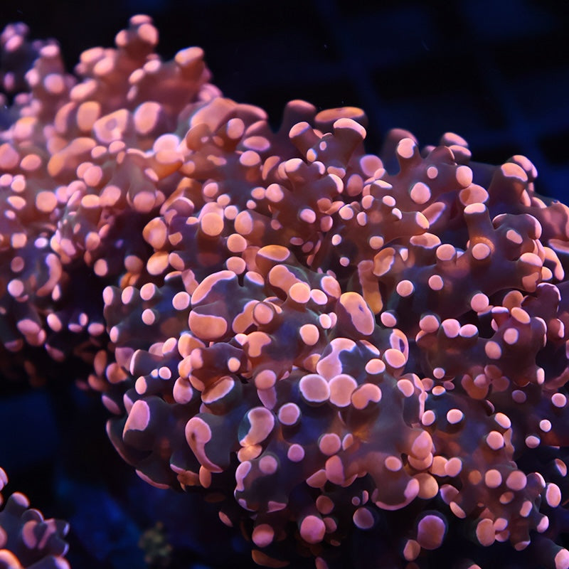 TCK Gold Branching Frogspawn Splitter