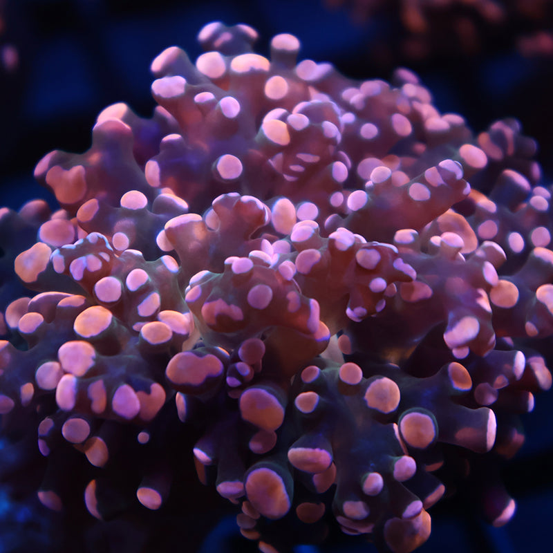 TCK Peach Branching Frogspawn