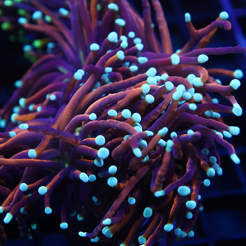 TCK Long Tentacle Indo Gold Torch