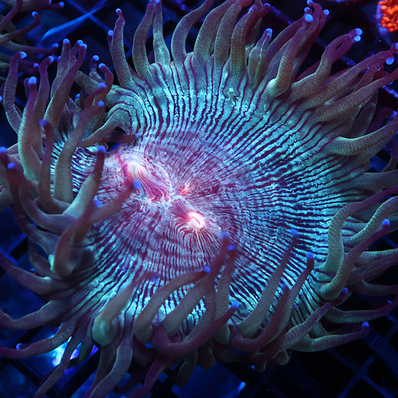 TCK Aquacultured Red Center Elegance