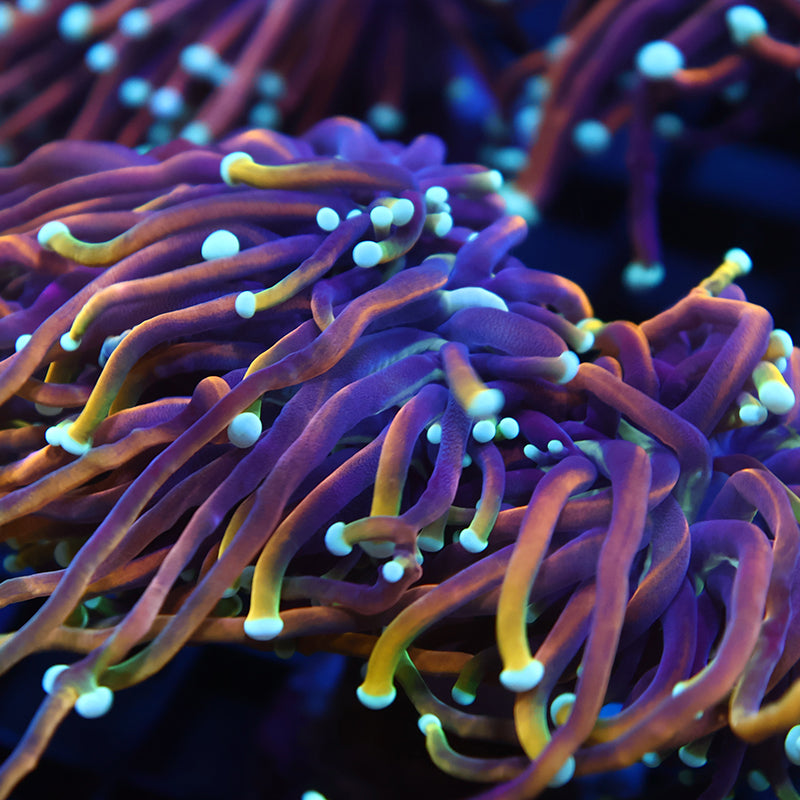 TCK Incinerator Torch