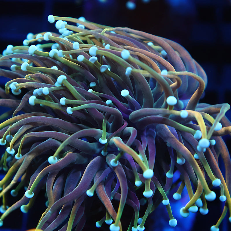 TCK Indo Tamer Torch