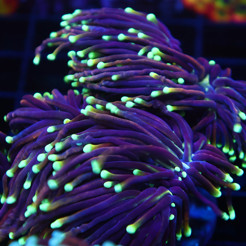 TCK Yellow Tip Indo Gold Torch