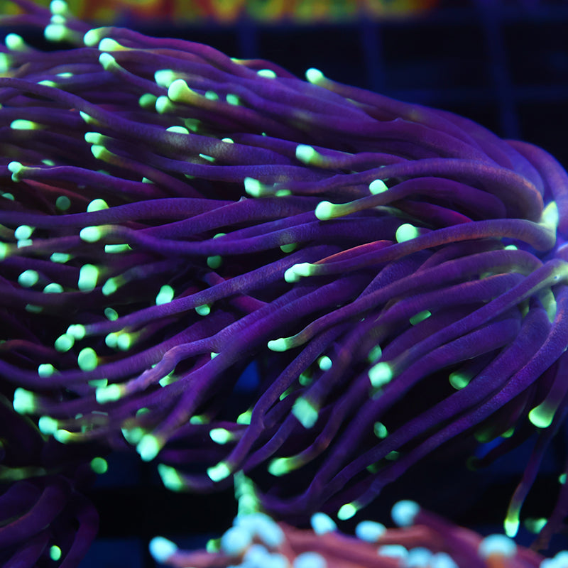 TCK Yellow Tip Indo Gold Torch