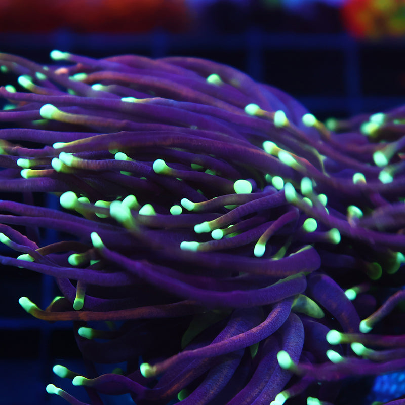 TCK Yellow Tip Indo Gold Torch