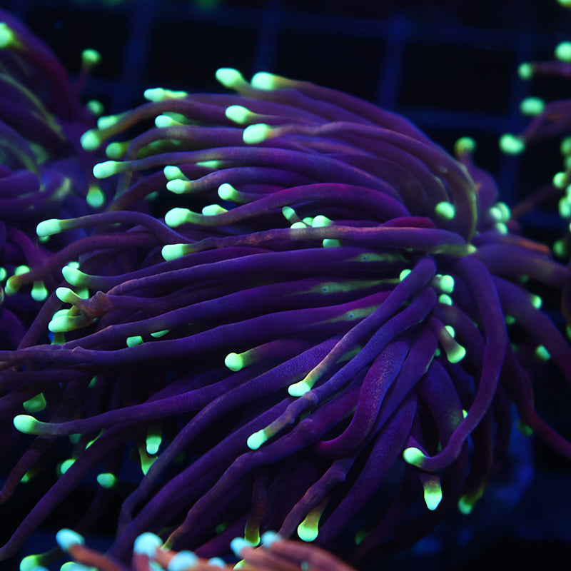 TCK Yellow Tip Indo Gold Torch