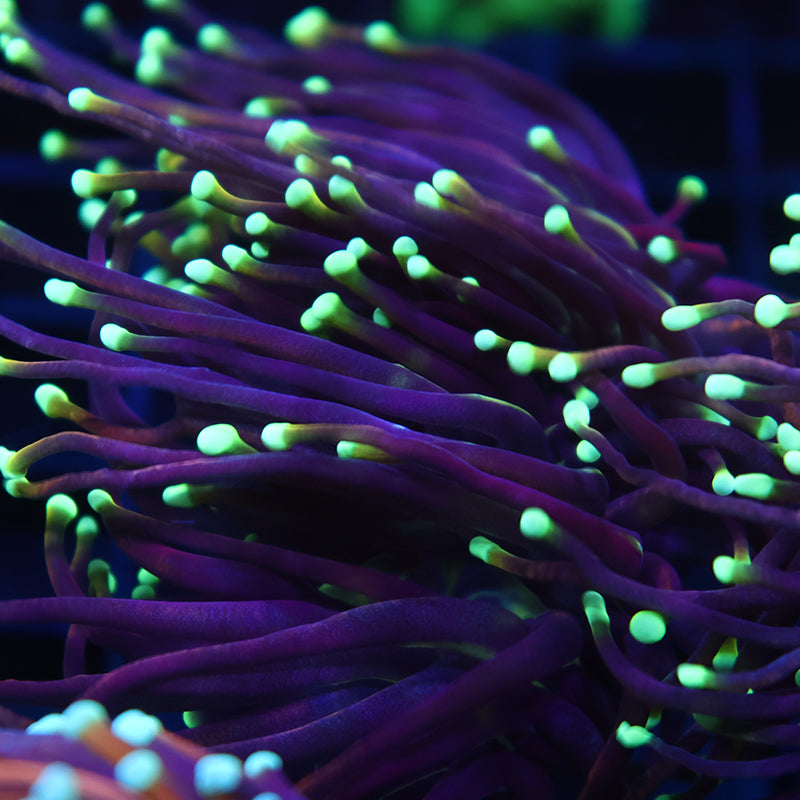 TCK Yellow Tip Indo Gold Torch