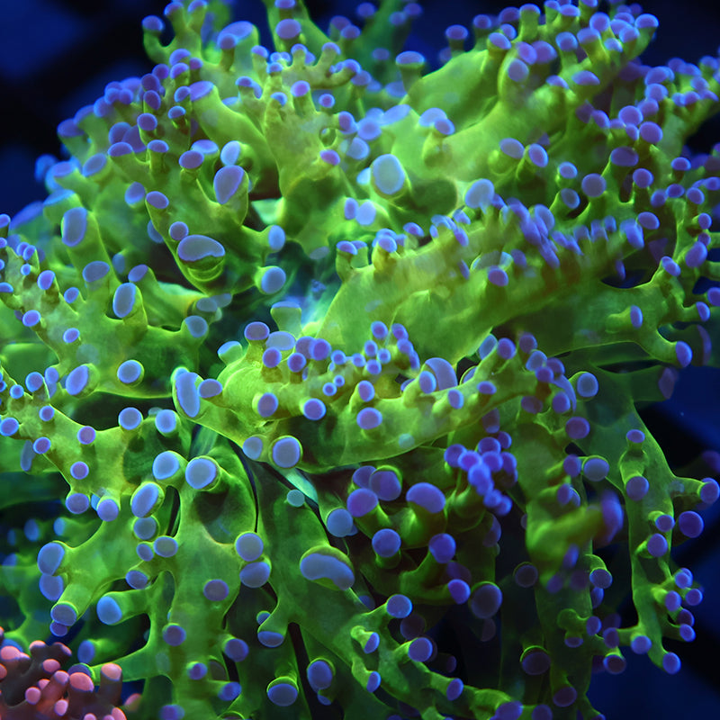 TCK Branching Green and Purple Frogspawn