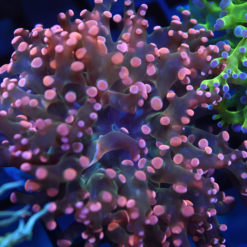 TCK Peach Branching Frogspawn