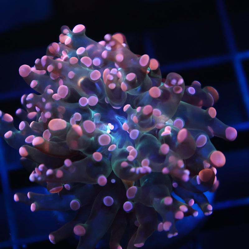 TCK Peach Branching Frogspawn