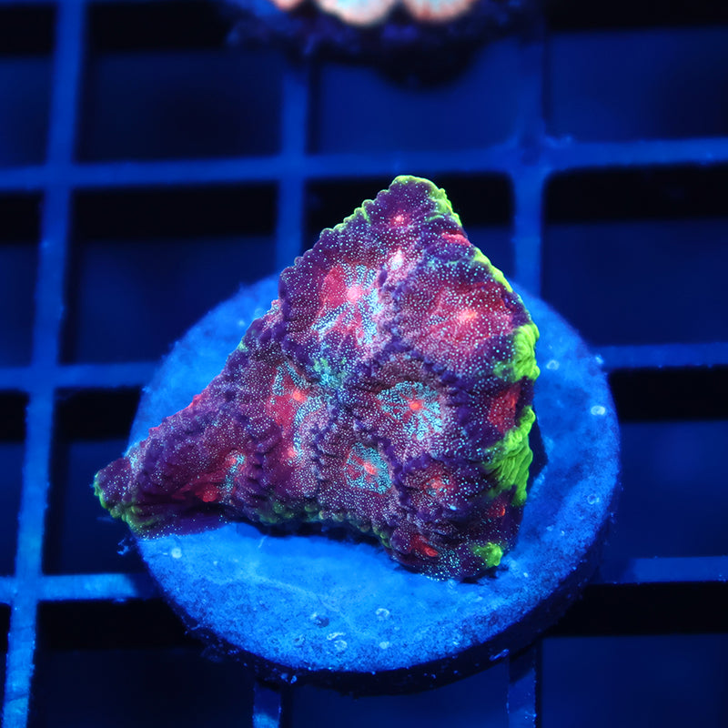 TCK Bejeweled Favia