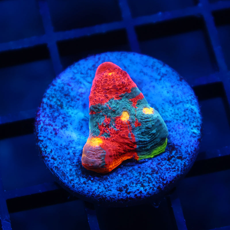 New Release Insane TCK Collider Rainbow Chalice