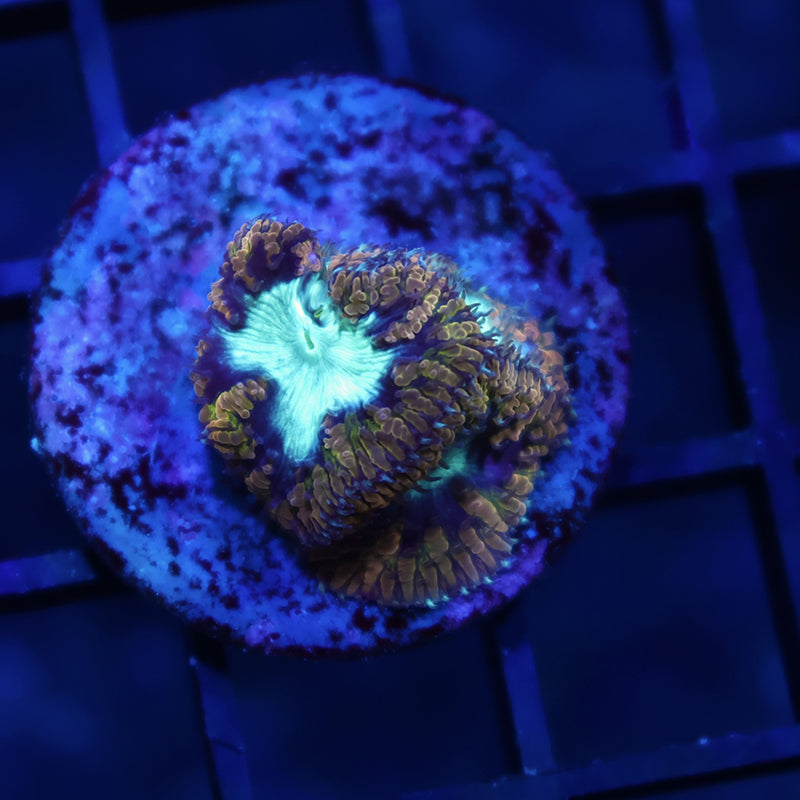 TCK Frosted Green Blastos