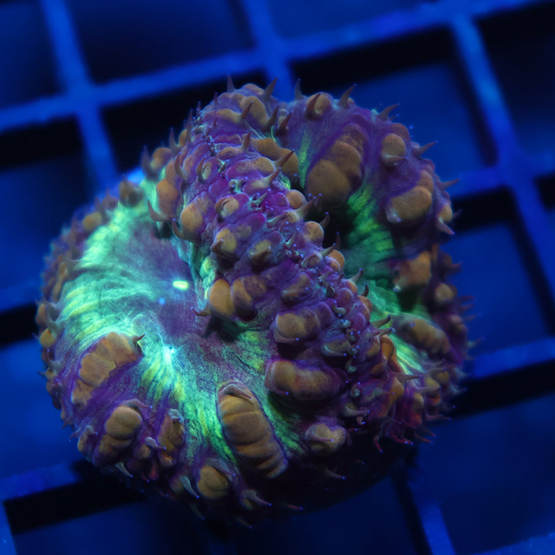TCK Massive Polyp Blastos