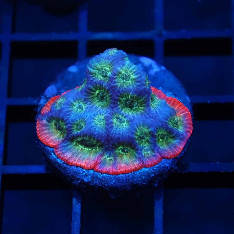 JF Daylgo Blue Side Favia