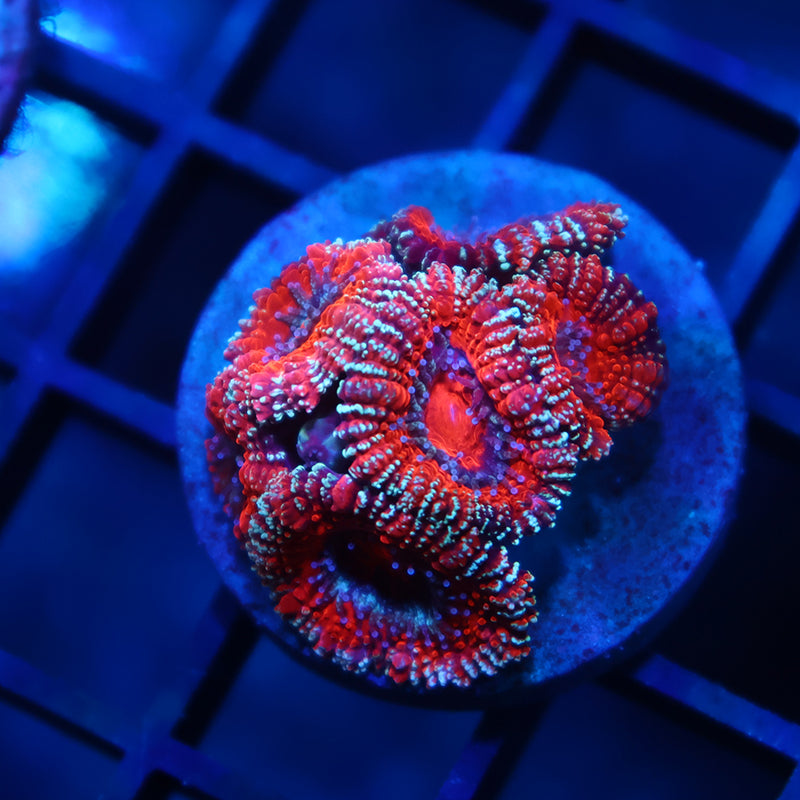 TCK Glitter Rim Acan
