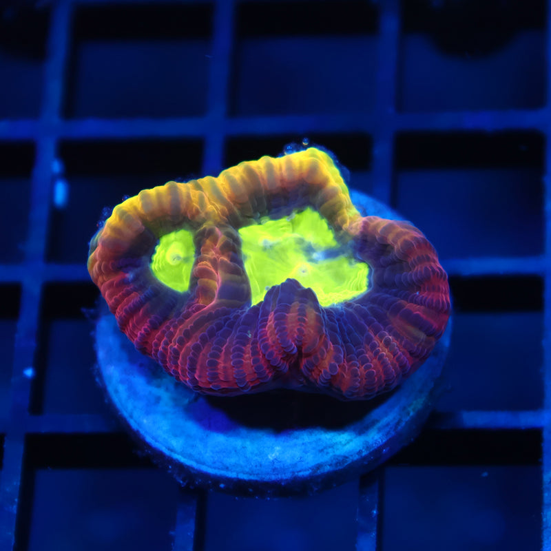 TCK Dragon Soul Favia