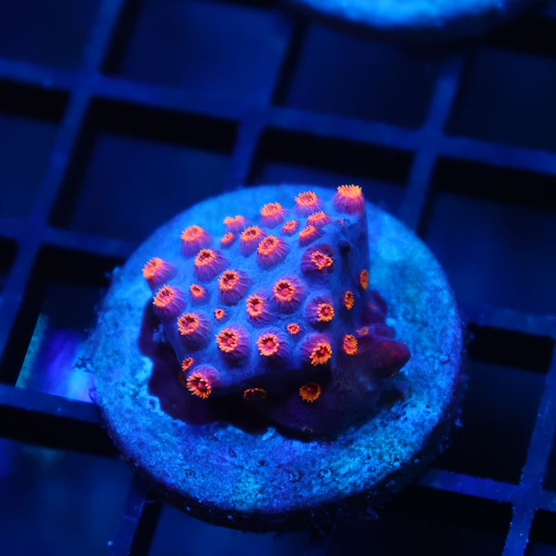 Pink Polyp Cyphastrea