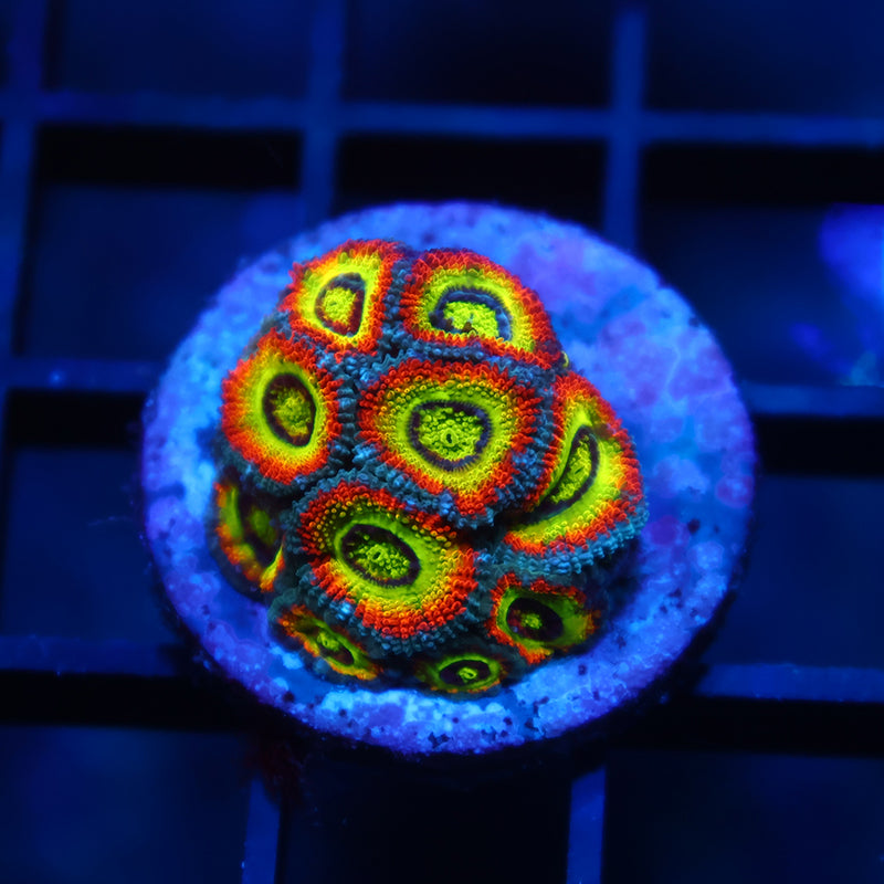 TCK HG Micromussa