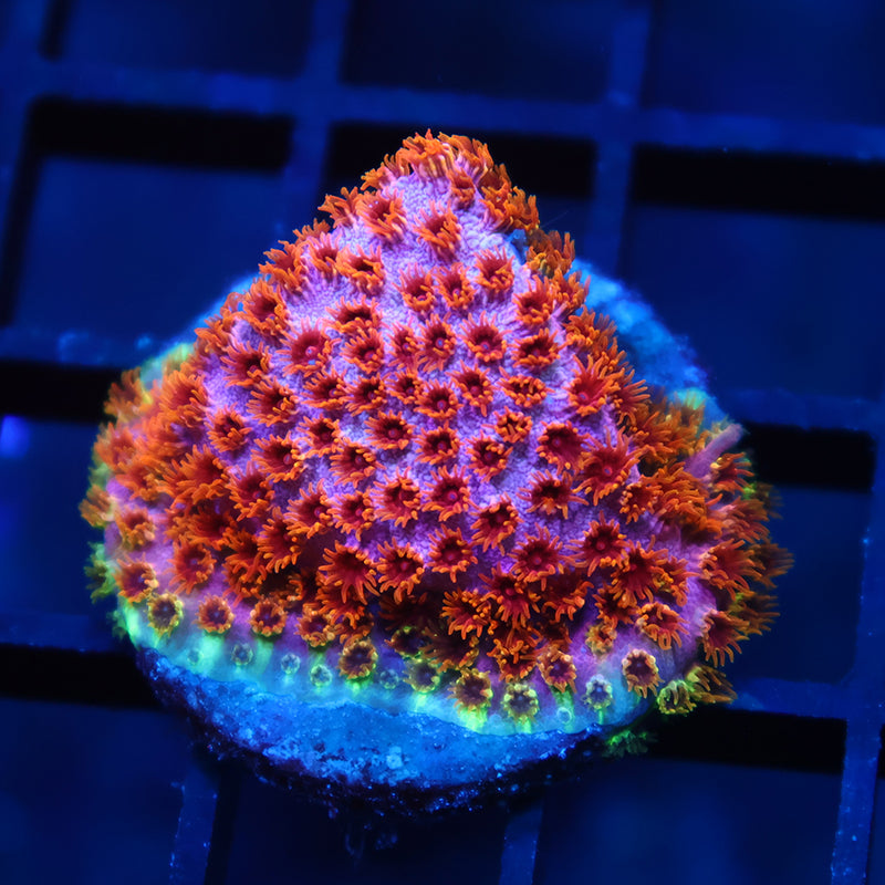 Skittles Bomb Cyphastrea